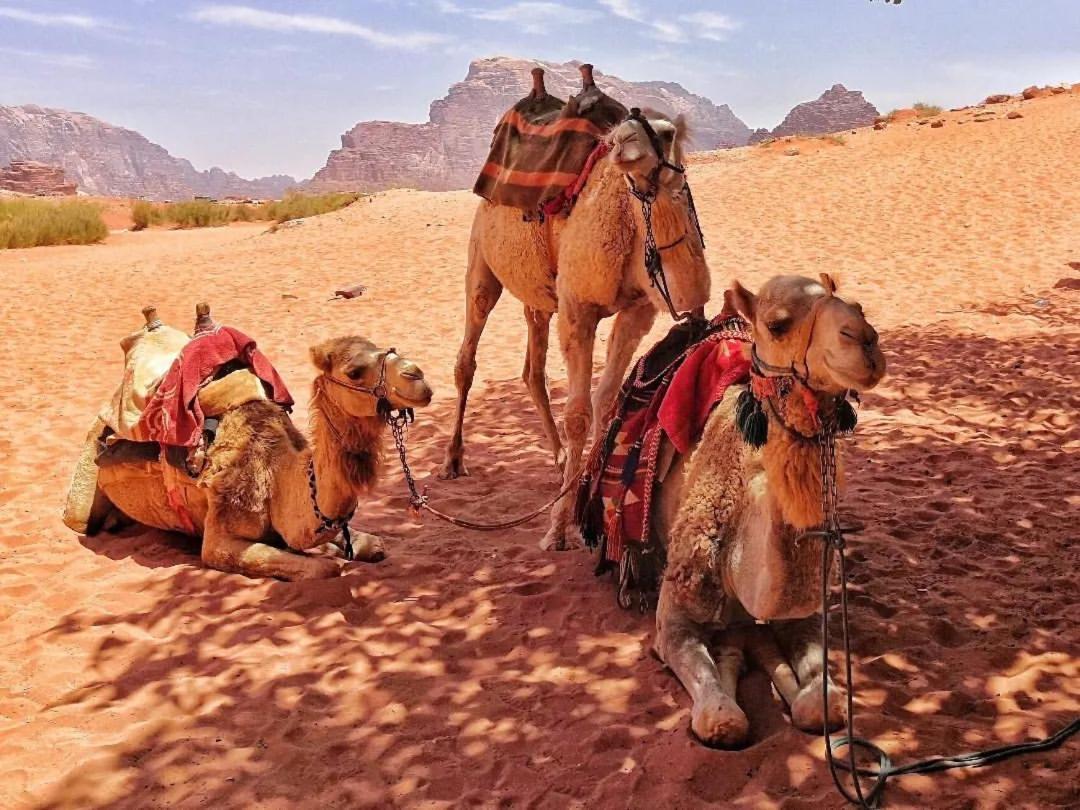 Bedouin Memories Camp Bed & Breakfast Ram Vadisi Dış mekan fotoğraf